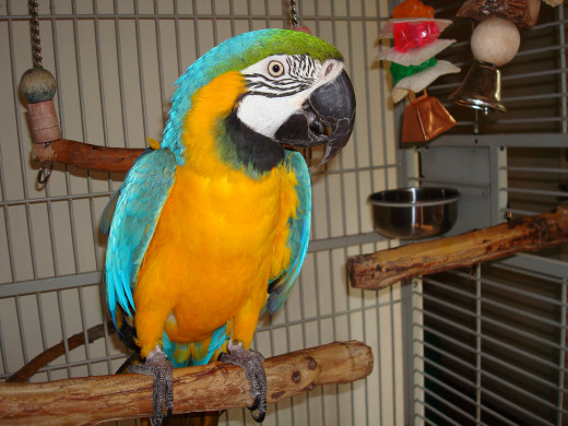 Image: Macaw in Cage With Toys