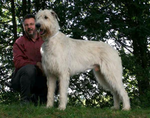Very large, active breeds such as this Irish wolfhound should only go to homes that really know what they're getting into.