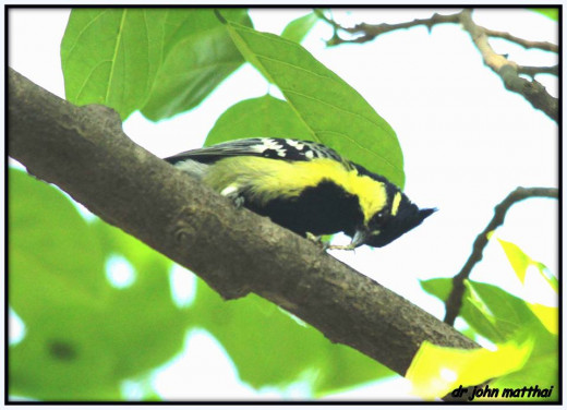 Black Lored Tit