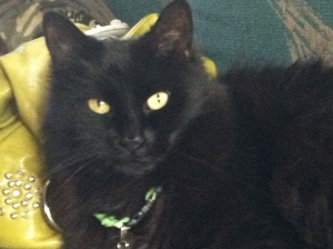 Your cat will love you for it.