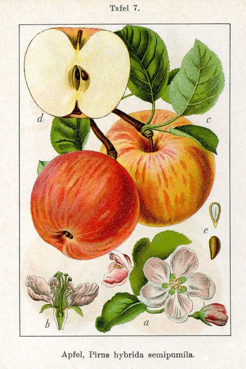  Malus domestica, the cider apple, probably originated in Kazakhstan.