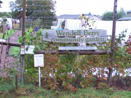 Community gardens in Olympia