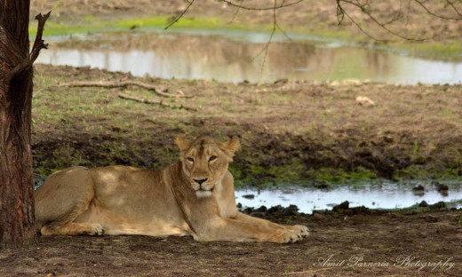Lioness