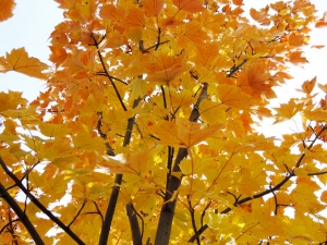 The Ozarks trees were a golden color this fall