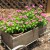 Impatiens growing in two pots placed in a garden cart. Impatiens growing in two pots placed in a garden cart.