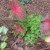 Combine annuals with perennials. Combine annuals with perennials.