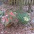 Caladiums planted in a pot - placed next to a hydrangea and hosta (perennial). Caladiums planted in a pot - placed next to a hydrangea and hosta (perennial).
