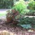 Fern returns yearly; Caladiums from the pots can be dug and saved for next year, Hosta returns yearly and can be sub-divided. Fern returns yearly; Caladiums from the pots can be dug and saved for next year, Hosta returns yearly and can be sub-divided.