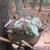 The "Caladium Wheelbarrow." I dig these bulbs up in the fall and save for next year. The "Caladium Wheelbarrow." I dig these bulbs up in the fall and save for next year.