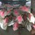Caladiums Caladiums