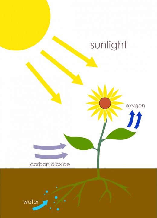 Photosynthesis Diagram
