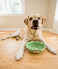 10 Tasty Treats You Didn't Know Your Dog Could Eat