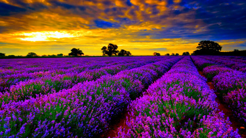 Fields of Lavender
