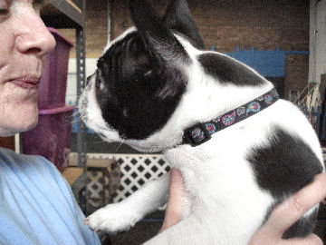 Booker (Boston Terrier) nose-to-nose.