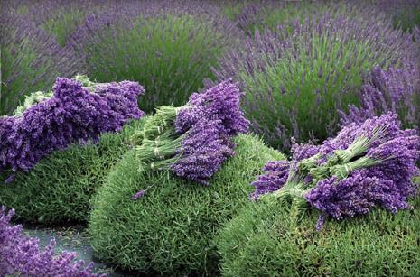 Lavender Flower Harvest