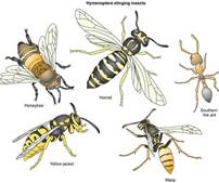 Bees
