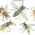 Bees
