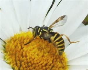 Hornet Wasp and Flower