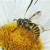 Hornet Wasp and Flower