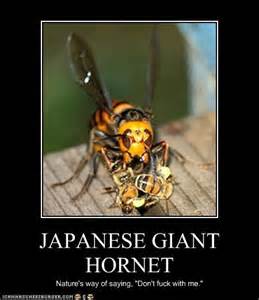Japanese Giant Hornet