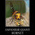 Japanese Giant Hornet