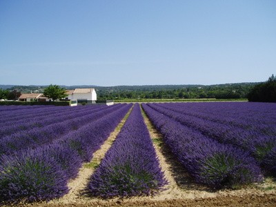 Lavender field in South France.