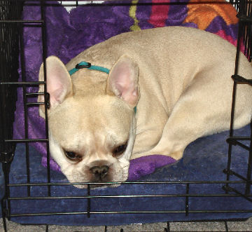 My dog Teddy (French Bulldog) in his crate for a nap. He loves his crate and opts to go in it to relax - even when the door is open. 