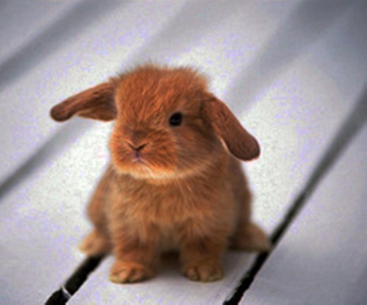 A baby lop-eared rabbit