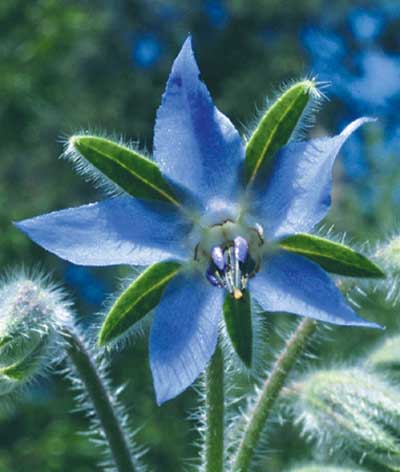 The bright blue, star shaped blossoms of Borage.