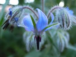 Borage with Seed Pods