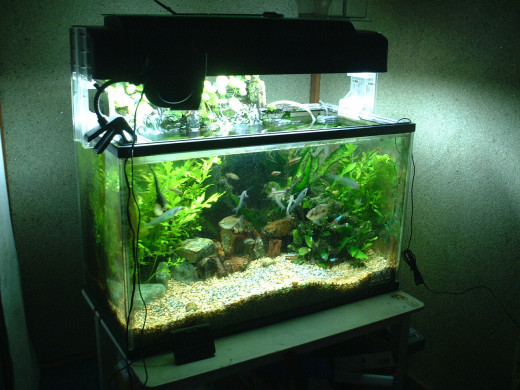 If you care this much about your tank, care enough to give your fish the best food.