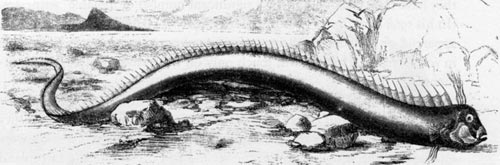 Oarfish that washed ashore in Bermuda in 1860, originally described as a sea serpent
