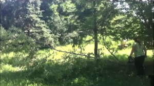 A regular occurrence on a wooded acreage is trees getting blown over in high winds. 