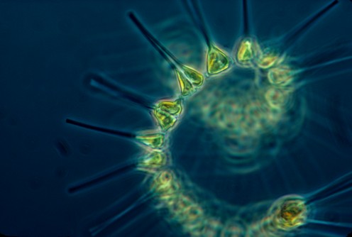 Phytoplankton, in addition to being huge oxygen producers, are also the basis of the ocean's food chain.