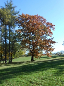 Oak trees in the park in the fall