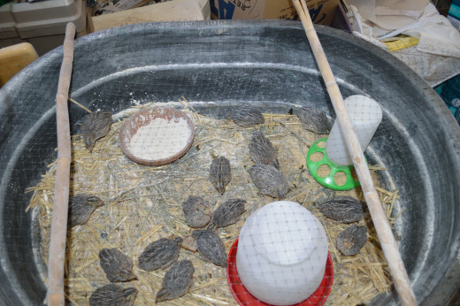 Quail are egg-producing machines