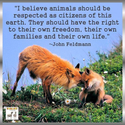 Foxes 