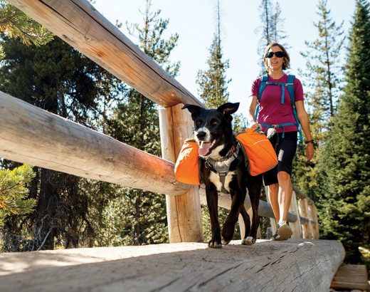 Let your dog carry some of the safety gear in his own backpack.