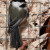 Black-capped Chickadee (Poecile atricapillus) feeding on suet, Cap Tourmente National Wildlife Area, Quebec, Canada. Black-capped Chickadee (Poecile atricapillus) feeding on suet, Cap Tourmente National Wildlife Area, Quebec, Canada.