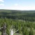 The forest that surround the Upper Geyser Basin