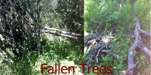 Old and young trees are constantly being blown over by strong winds.