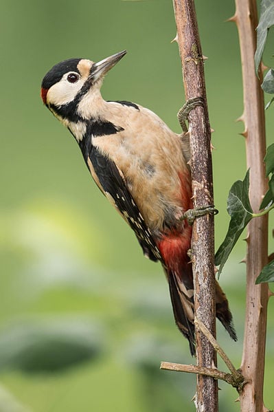 This is a male great spotted woodpecker, note the red patch on the back of his nape, that helps differentiate the two sexes in terms of plumage.
