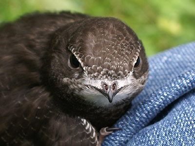 Close up like this are extraordinarily rare, as swifts spend virtually their entire lives in the air, only landing at their nests when breeding. This bird, incidentally is a young, unable to fly as of yet.