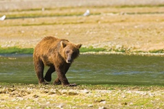 Brown Bear