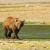 Brown Bear