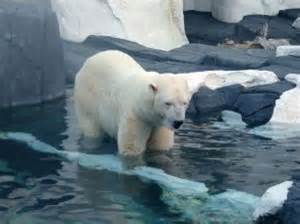 Polar Bear