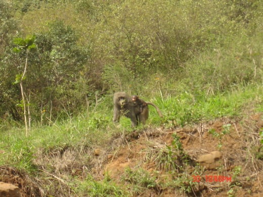 Some Chimpanzee we saw along the way