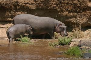 Hippopotamus