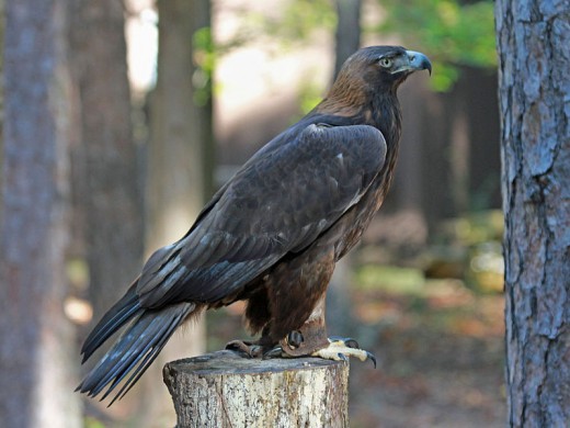 The golden eagle's long legs are feathered almost up to its toes, helping it to conserve heat.