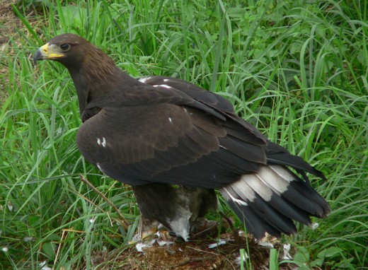 The prominent white patches in the wings and tail base identify this bird as a juvenile.